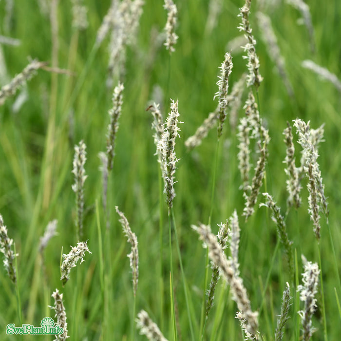 Sesleria autumnalis A-kval
