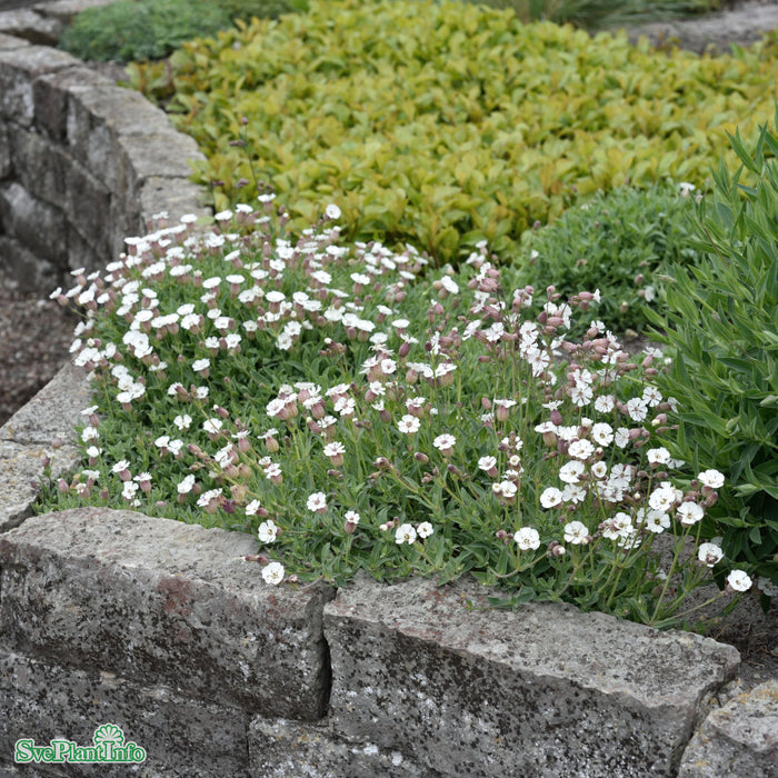 Silene maritima A-kval