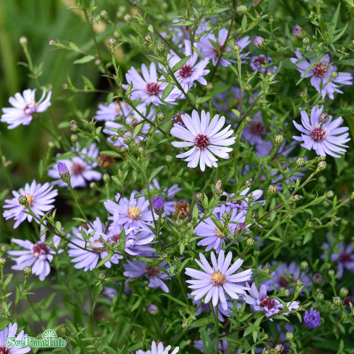 Aster cordifolius 'Little Carlow' A-kval