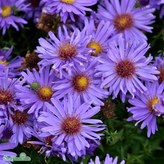 Symphyotrichum novi-belgii 'Early Blue' A-kval