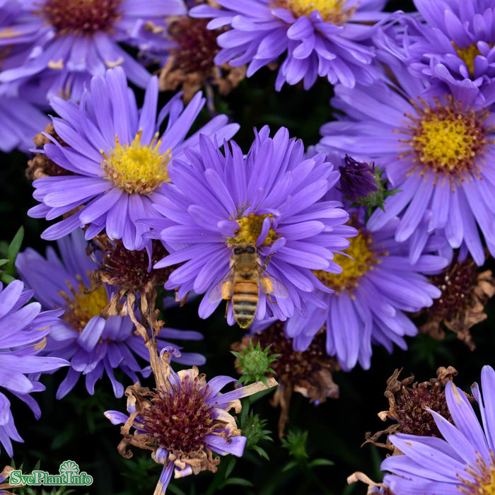 Symphyotrichum novi-belgii 'Early Blue' A-kval