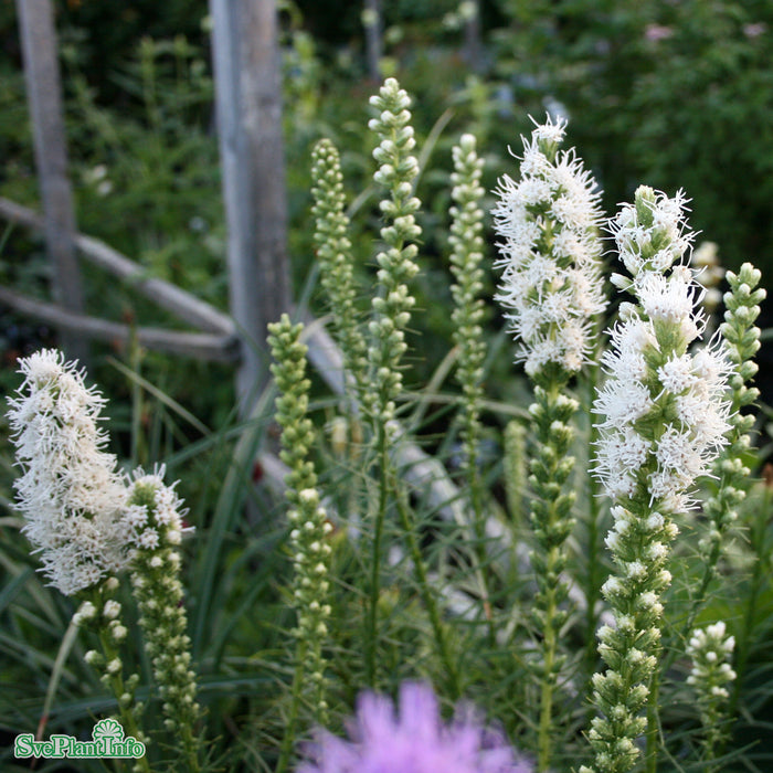 Liatris spicata 'Alba' A-kval