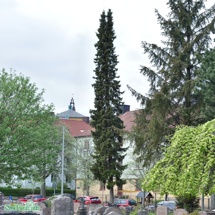 Picea omorika Solitär Kl 150-175cm