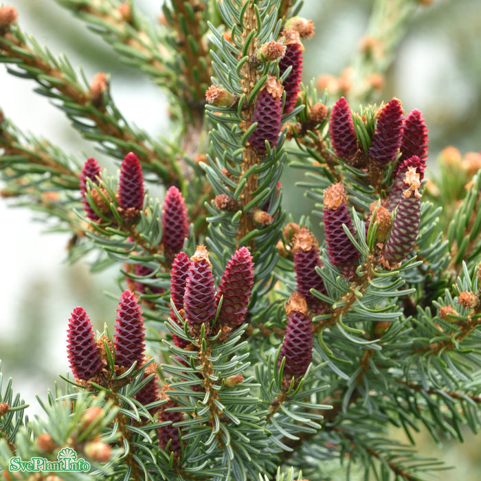 Picea omorika Solitär Kl 150-175cm