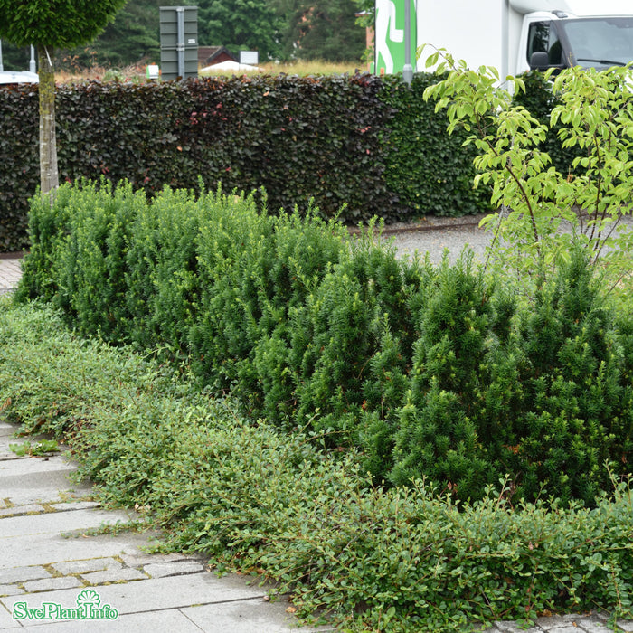 Taxus media 'Hillii' Kl 100-120cm Extra