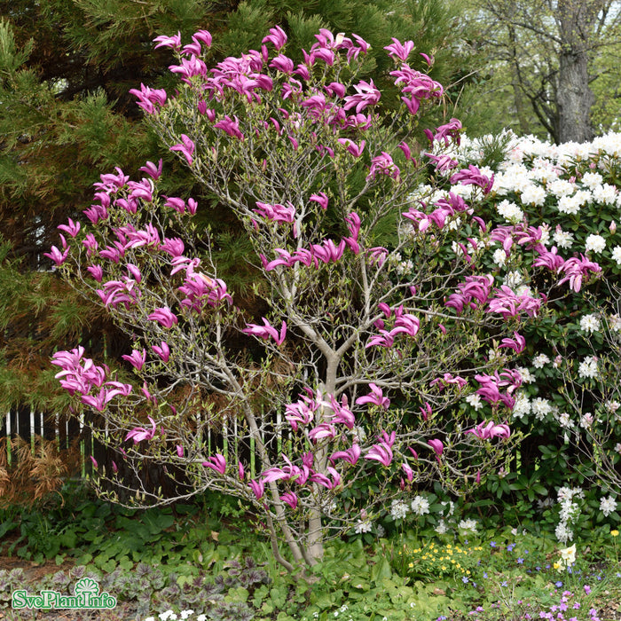 Magnolia (Liliiflora) 'Susan' Högstam C37 So 8-10