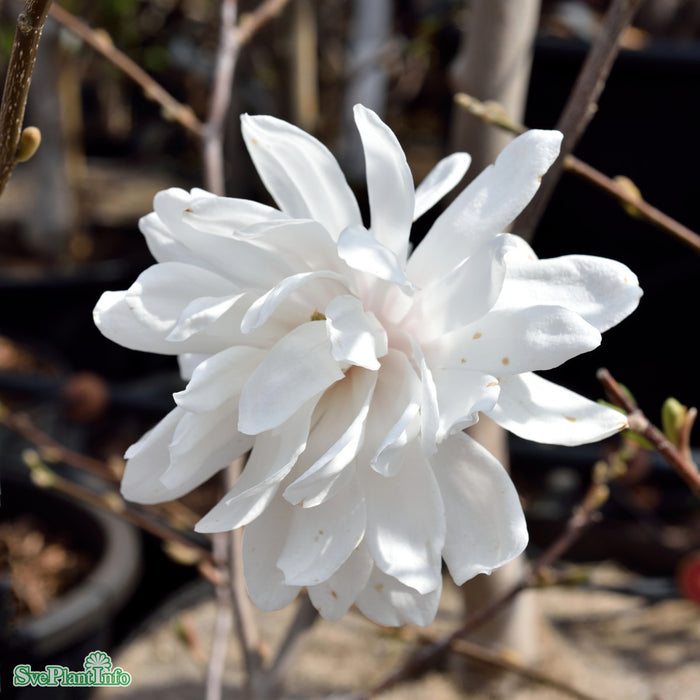 Magnolia x loebneri 'Wildcat' Solitär C20 125-150cm