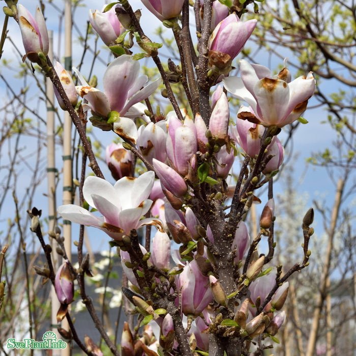 Magnolia soulangeana 'Satisfaction' C7,5 80-100cm