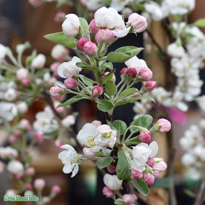 Malus 'Evereste' Högstam Kl So 10-12