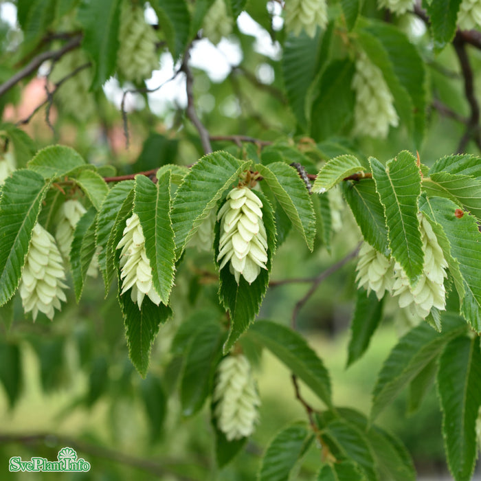 Ostrya carpinifolia Ungträd C20 175-200cm