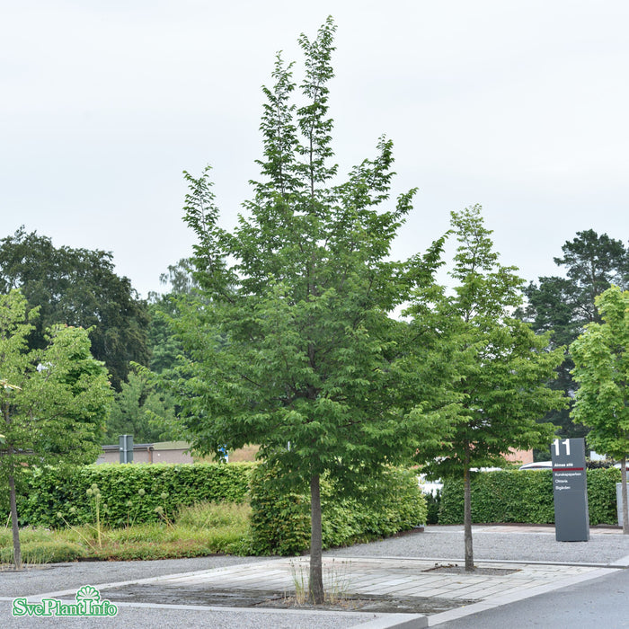 Ostrya carpinifolia Högstam C35 So 10-12cm