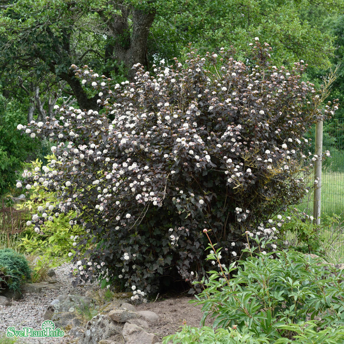 Physocarpus opulifolius 'Diabolo' Busk C5