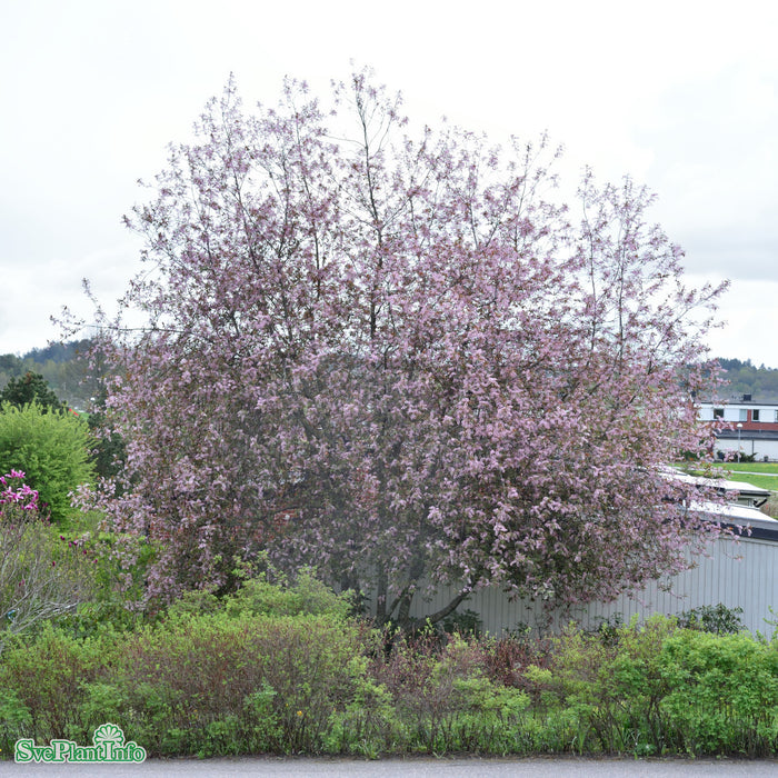 Prunus padus 'Colorata' Solitär C20 150-175cm