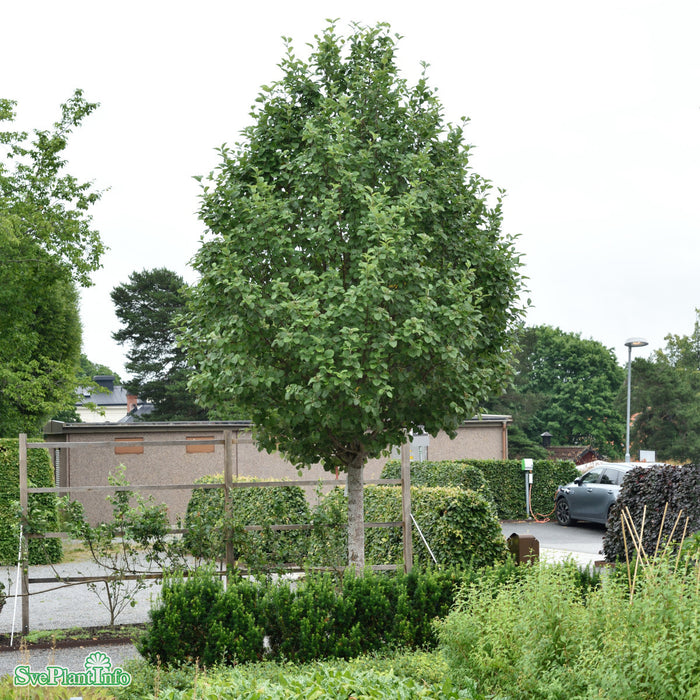 Sorbus incana E Ungträd 150-200cm Co