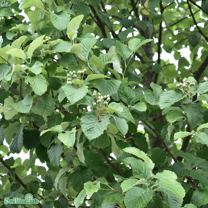 Sorbus incana E Ungträd 150-200cm Co