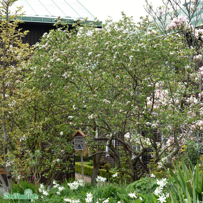 Viburnum burkwoodii Solitär C12 80-100cm