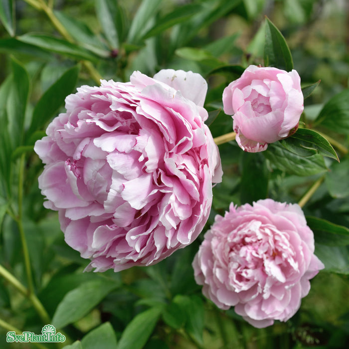 Paeonia lactiflora 'Sarah Bernhardt' A-kval C4