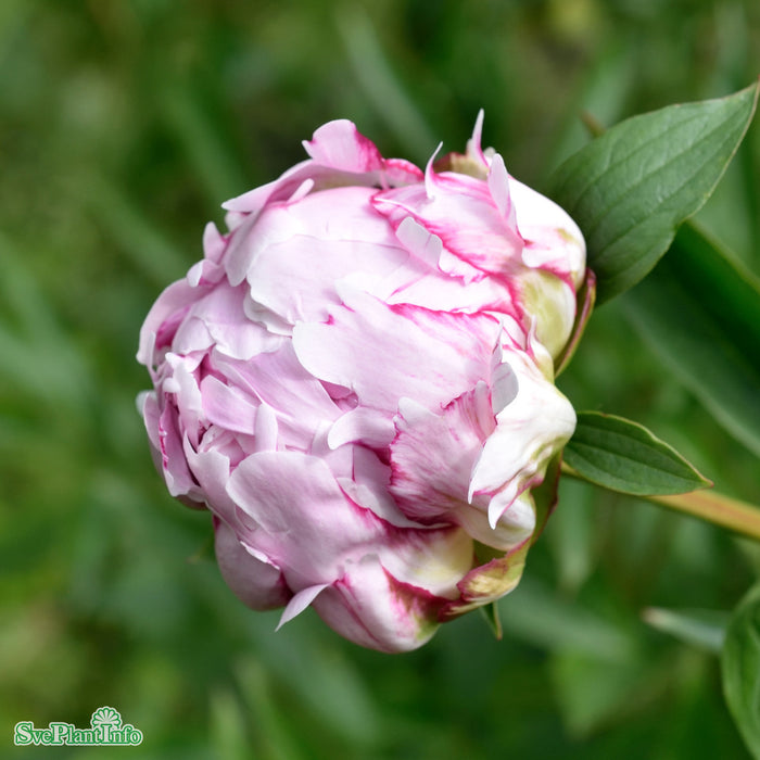 Paeonia lactiflora 'Sarah Bernhardt' A-kval C4