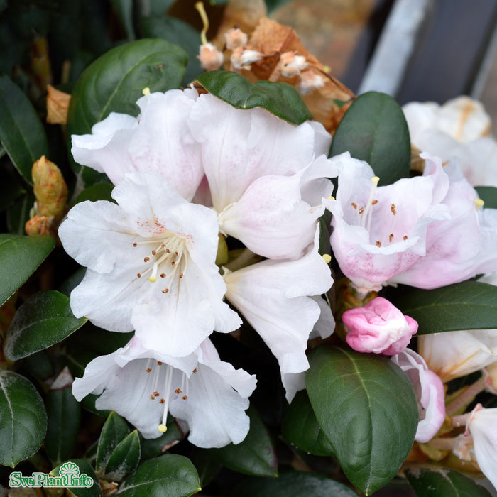 Rhododendron (Yakush.) 'Hydon Velvet' C6 30-40cm