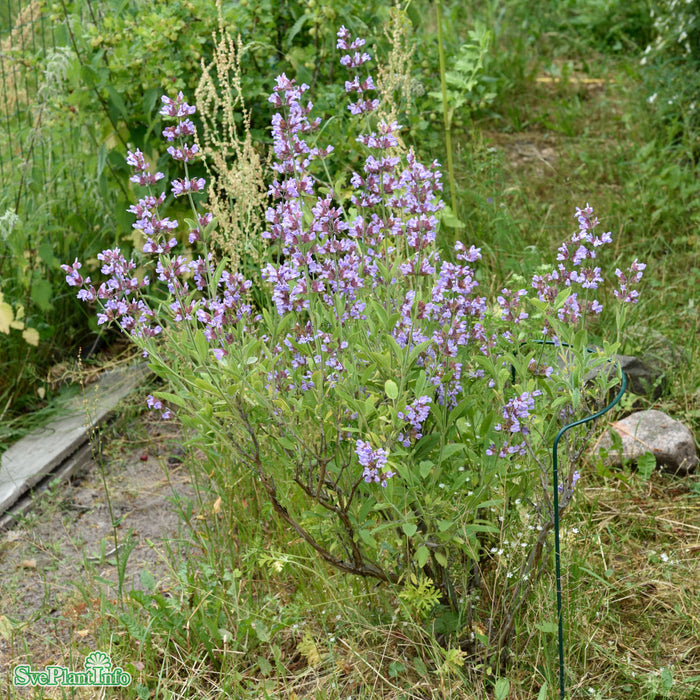 Salvia officinalis A-kval