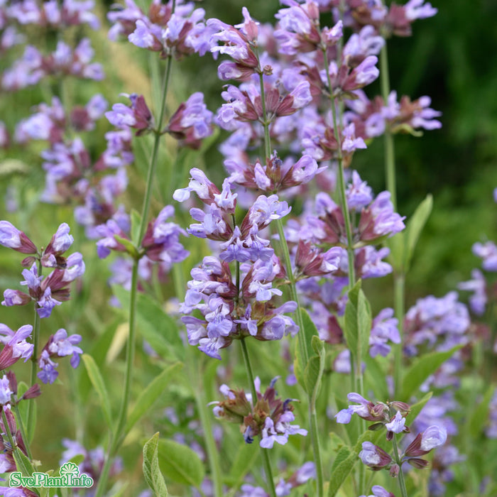 Salvia officinalis A-kval