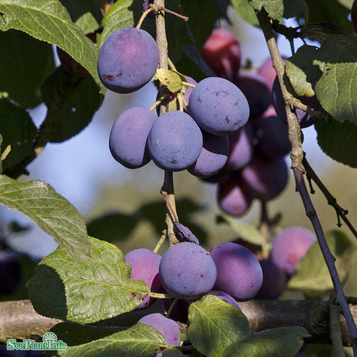 Prunus domestica 'Jubileum' Stam Kl So 18-20