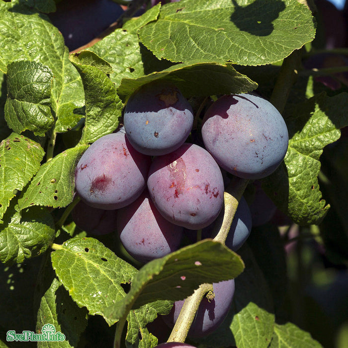 Prunus domestica 'Jubileum' E Stam 2-års A-kval Co