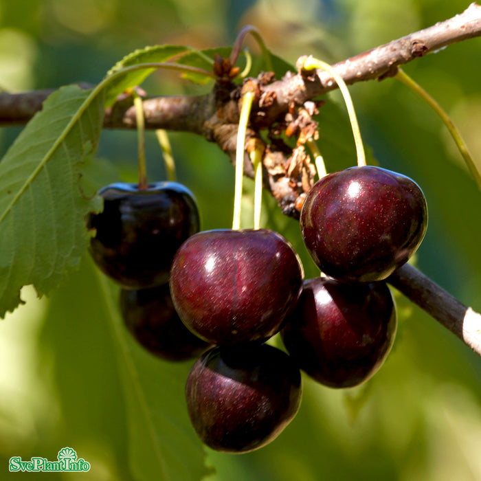 Prunus avium 'Lapins' Halvstam Kl So 14-16