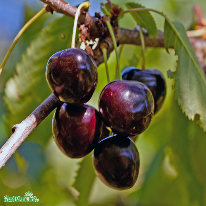 Prunus avium 'Lapins' E P.Colt Stam 2-års A-kval Co