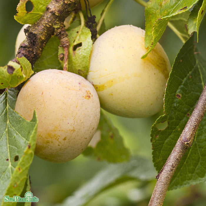 Prunus domestica 'Reine Claude d'Oullins' E Stam Kl 5-6 år
