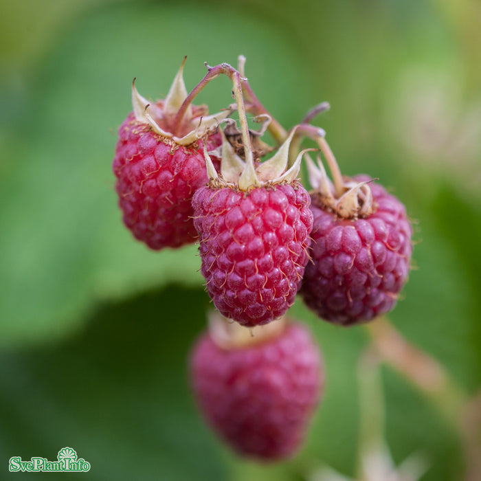 Rubus (Hallon) 'Veten' E A-kval C2