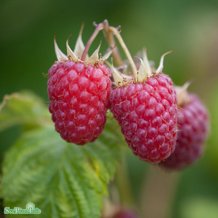 Rubus (Hallon) 'Veten' E A-kval C2