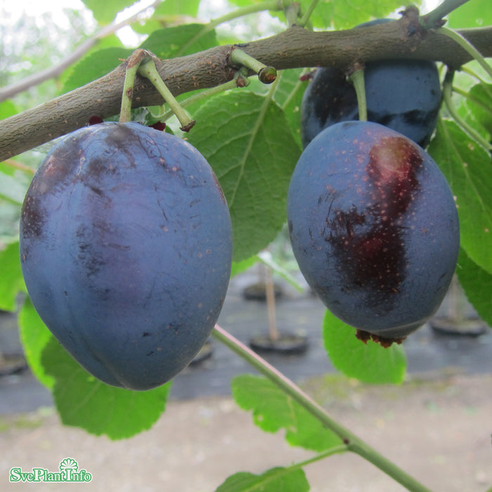 Prunus domestica 'Exp.fältets Sviskon' E Stam 2-års A-kval Co