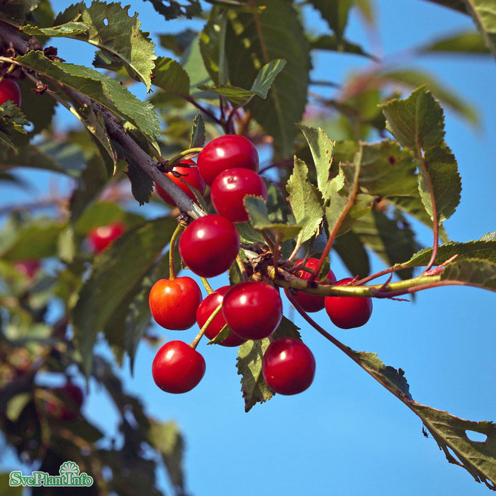 Prunus cerasus 'Fanal' E Colt Stam 2-års A-kval Co