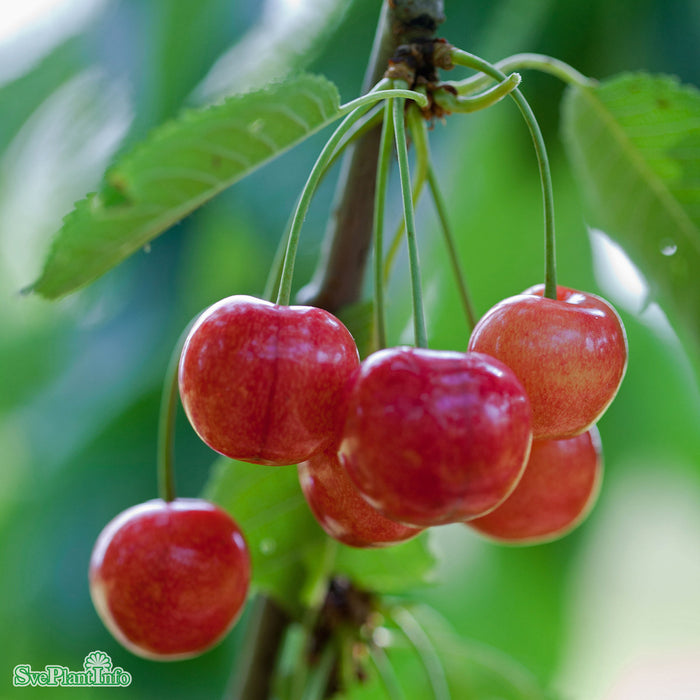Prunus avium 'Gårdebo' E Colt Stam 2-års A-kval  Co