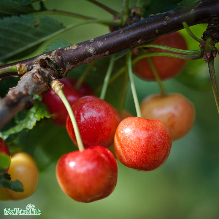 Prunus avium 'Gårdebo' E Colt Stam 2-års A-kval  Co