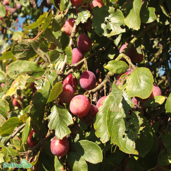 Prunus domestica 'Victoria' E Stam 2-års A-kval  Co