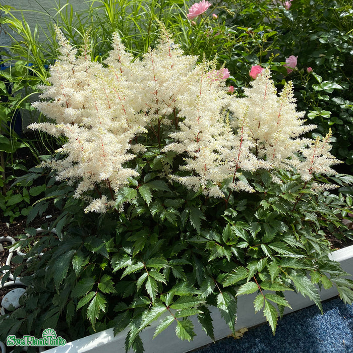 Astilbe arendsii 'Rock And Roll' A-kval