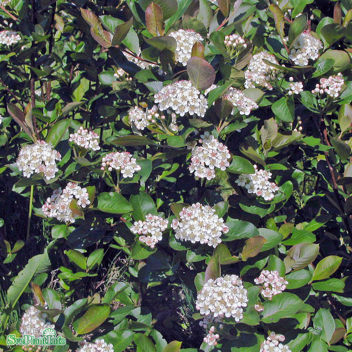 Aronia x prunifolia fk Västeråker E C3,5