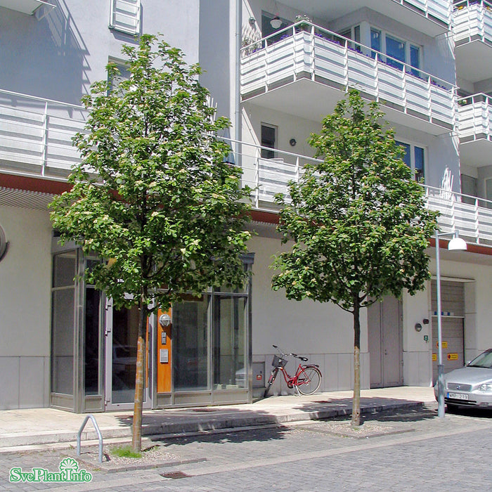 Sorbus incana E Ungträd 150-200cm Co