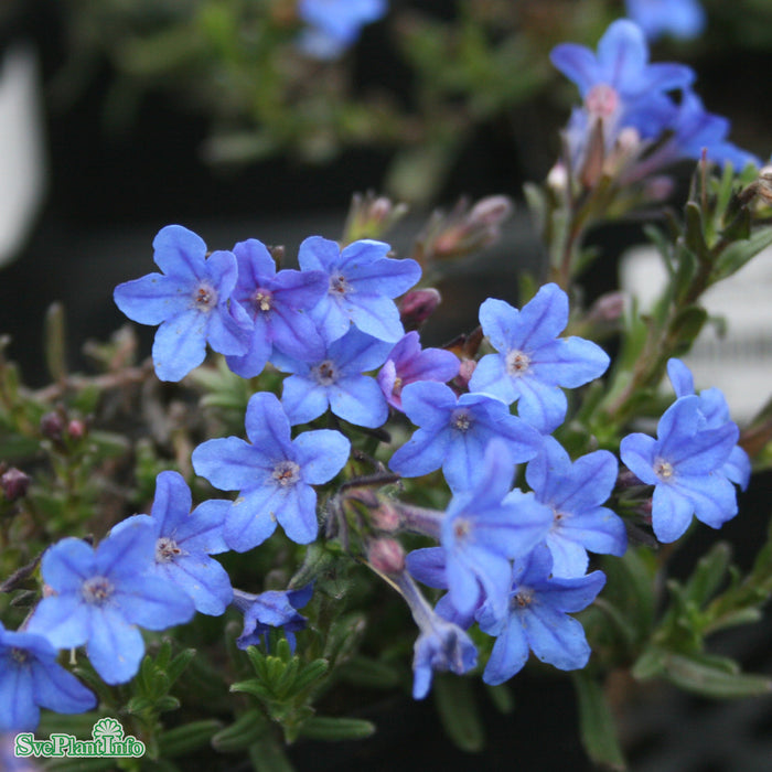 Lithodora diffusa 'Heavenly Blue' A-kval