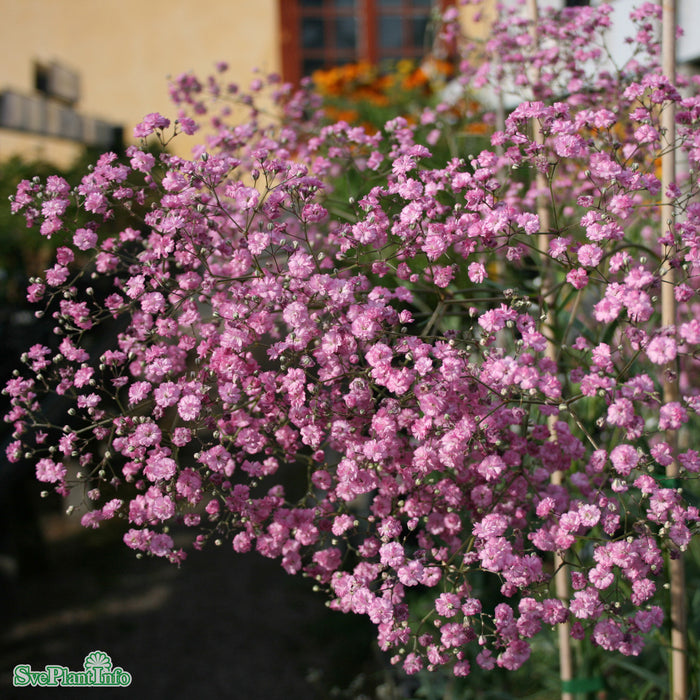Gypsophila paniculata 'Flamingo' A-kval C3