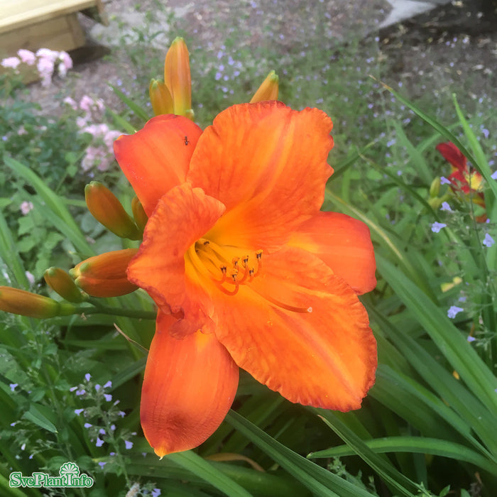 Hemerocallis 'Mauna Loa' A-kval