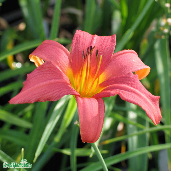 Hemerocallis 'Pink Damask' A-kval