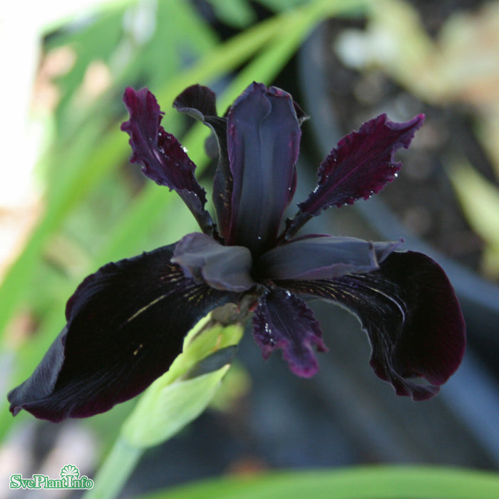 Iris chrysographes 'Black Form' A-kval