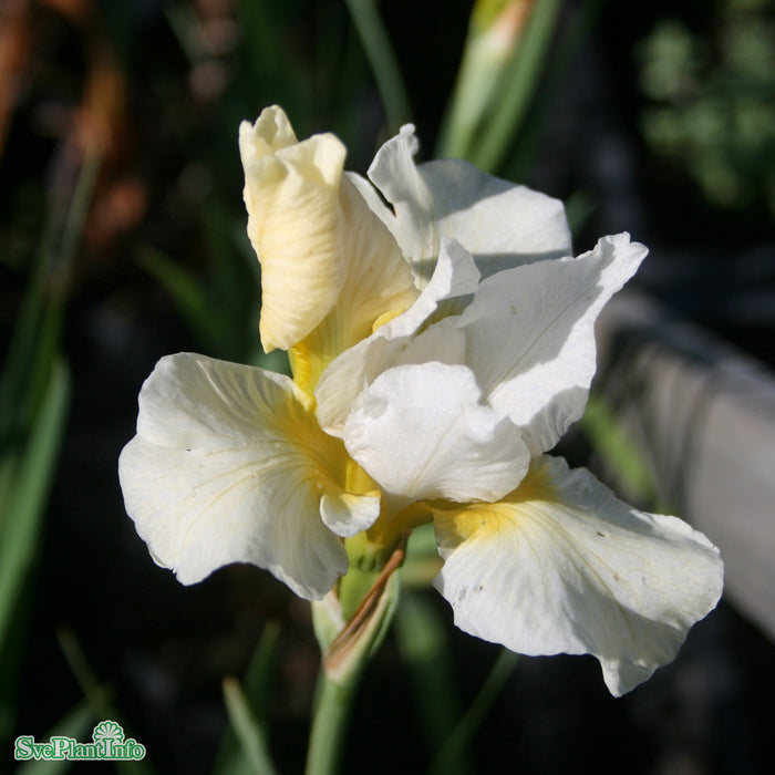 Iris sibirica 'Snow Queen' A-kval