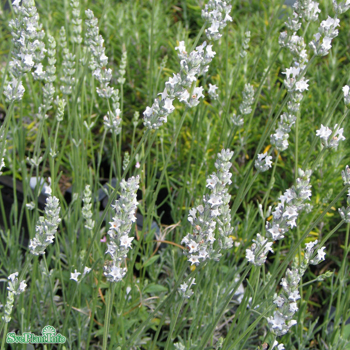 Lavandula angustifolia 'Edelweiss' A-kval