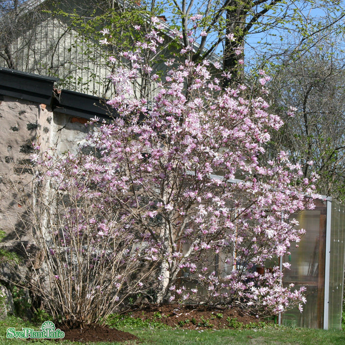 Magnolia loebneri 'Leonard Messel' C7,5 80-100cm