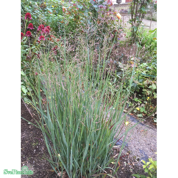 Panicum virgatum 'Heavy Metal' A-kval C2