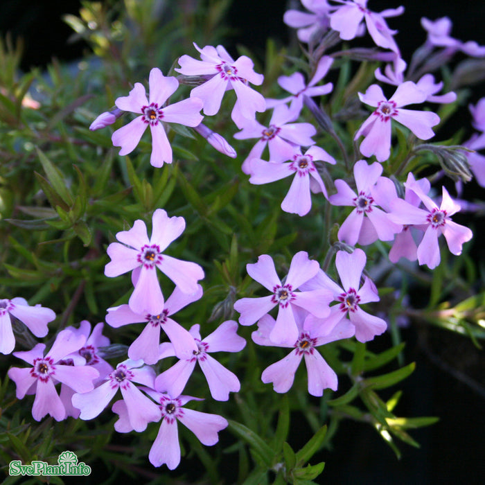 Phlox subulata 'Moerheimii' A-kval